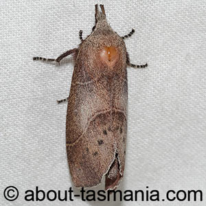 Opsirhina lechriodes