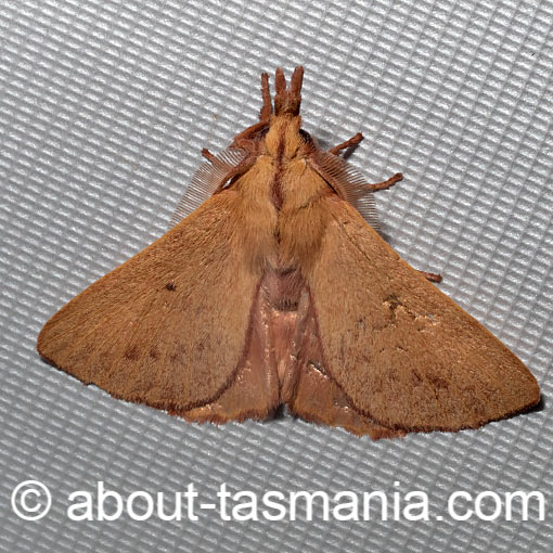 Pararguda nana, Lasiocampidae, moth, Tasmania