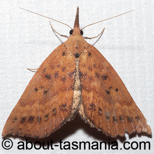 Rhodina falculalis, moth, Erebidae, Tasmania