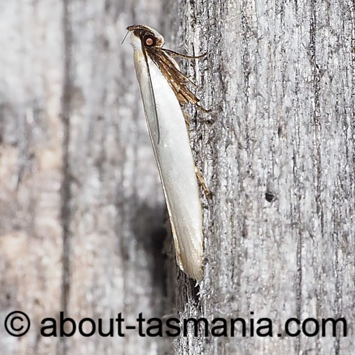 Scieropepla polyxesta, moth, Tasmania