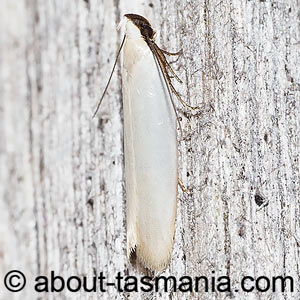 Scieropepla polyxesta