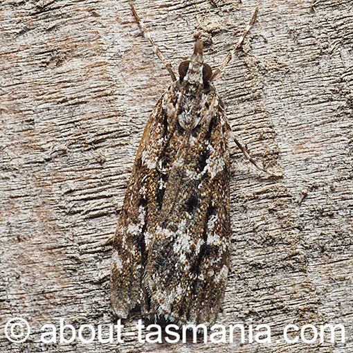 Scoparia oxygona, Crambidae, moth, Tasmania