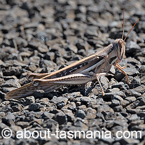 Austracris guttulosa, Spur-throated Locust, Tasmania