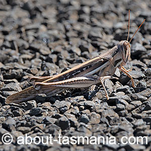 Austracris guttulosa