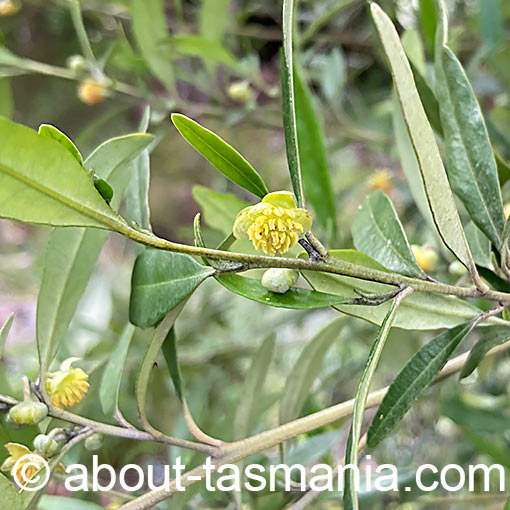 Beyeria viscosa, pinkwood, flora, Tasmania
