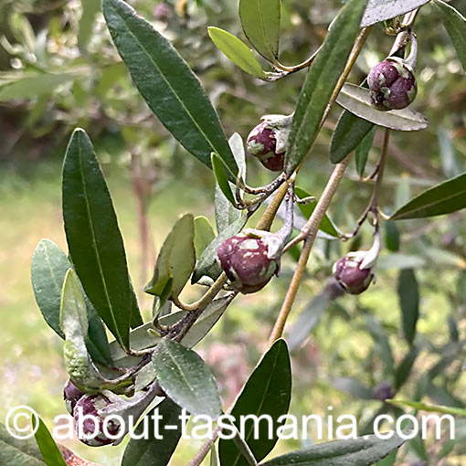 Beyeria viscosa, pinkwood, flora, Tasmania