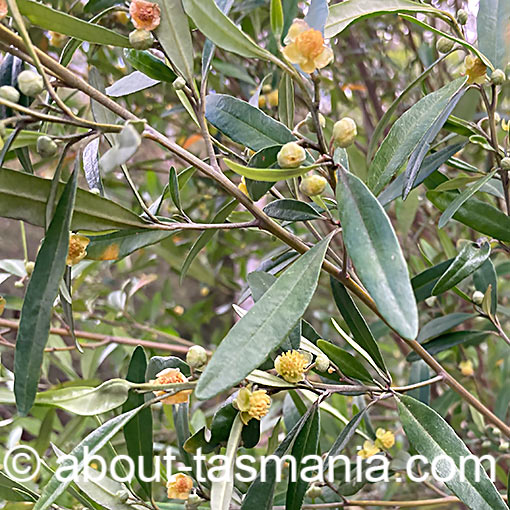 Beyeria viscosa, pinkwood, flora, Tasmania
