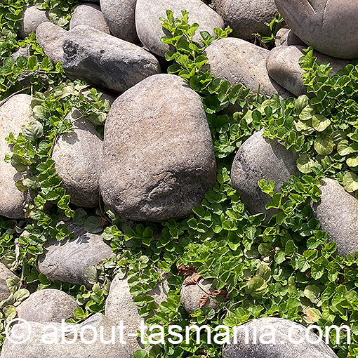 Lysimachia nummularia, Creeping Jenny, Tasmania