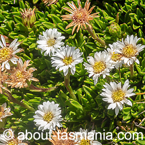 Pappochroma stellatum, Tasmania