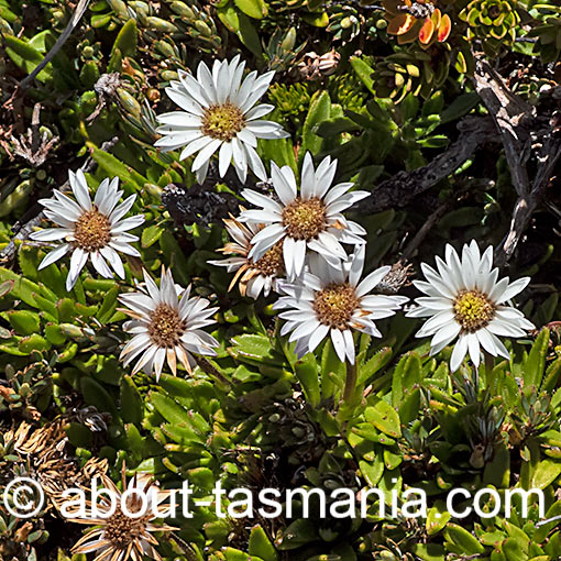 Pappochroma stellatum, Tasmania