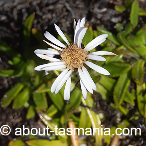 Pappochroma stellatum, Tasmania