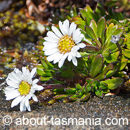 Pappochroma stellatum, Tasmania
