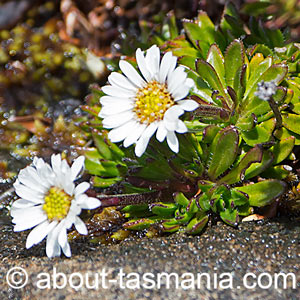 Pappochroma stellatum