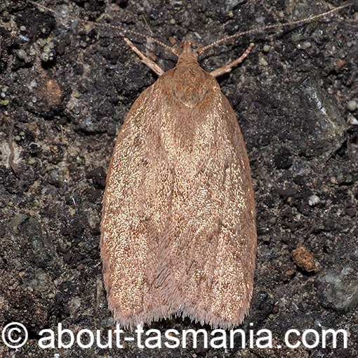 Pedois sarcinodes, Depressariidae, Tasmania, moth