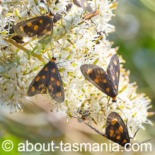 Asura cervicalis, spotted lichen moth, Erebidae, Tasmania