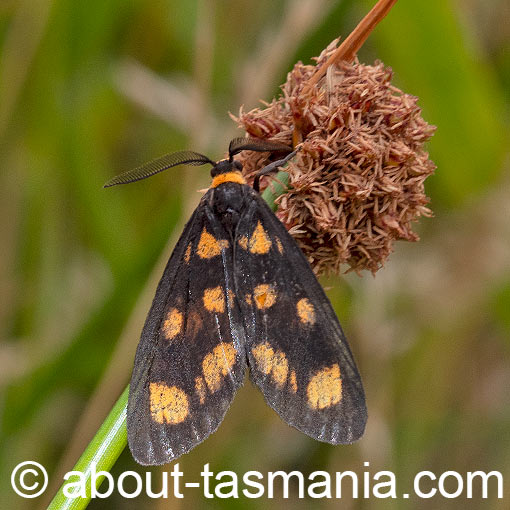 Asura cervicalis, spotted lichen moth, Erebidae, Tasmania