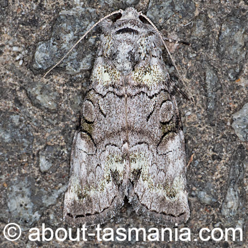 Epicyrtica lichenophora, Erebidae, moth, Tasmania