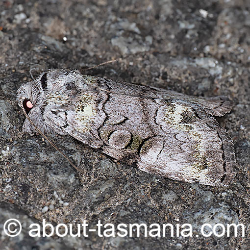 Epicyrtica lichenophora, Erebidae, moth, Tasmania