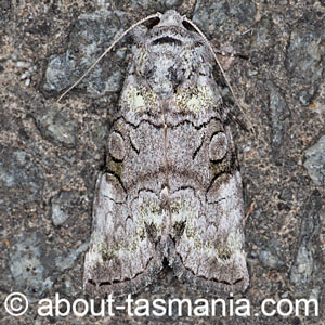 Epicyrtica lichenophora