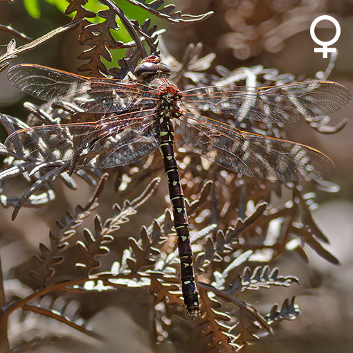 Unicorn darner, Austroaeschna unicornis, dragonfly, Tasmania