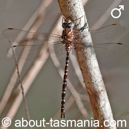 Unicorn darner, Austroaeschna unicornis, dragonfly, Tasmania