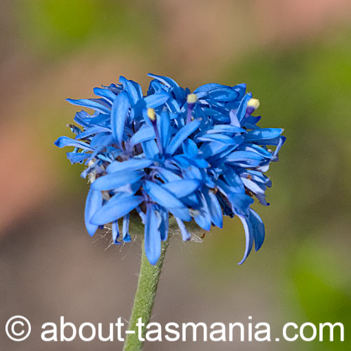 Brunonia australis, Tasmania
