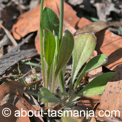 Brunonia australis, Tasmania