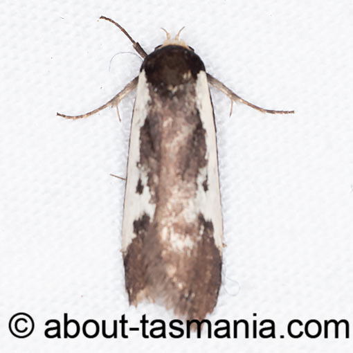 Cosmaresta placochorda, Oecophoridae, moth, Tasmania