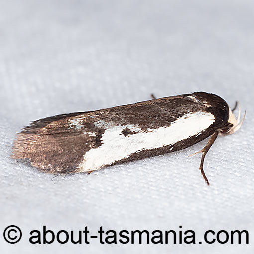 Cosmaresta placochorda, Oecophoridae, moth, Tasmania