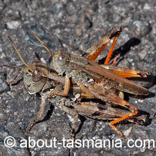 Exarna includens, Red-legged Exarna