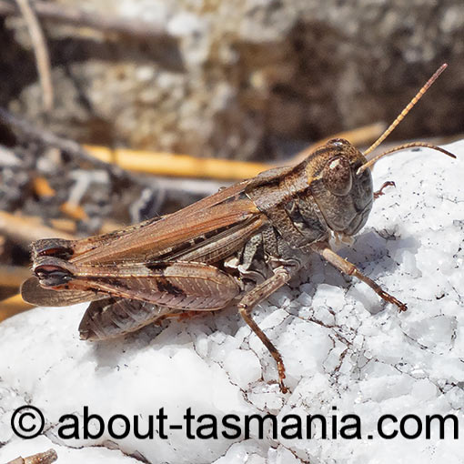Exarna includens, Red-legged Exarna