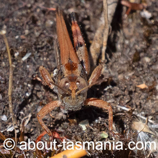 Exarna includens, Red-legged Exarna