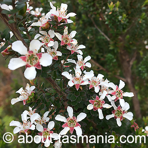Leptospermum nitidum, Shining Tea-Tree, Tasmania