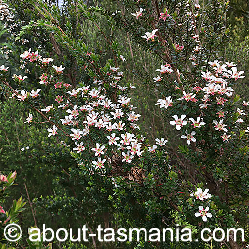 Leptospermum nitidum, Shining Tea-Tree, Tasmania