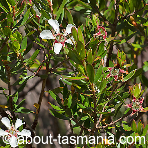 Leptospermum nitidum, Shining Tea-Tree, Tasmania