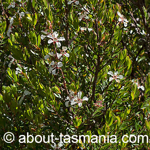 Leptospermum nitidum, Shining Tea-Tree, Tasmania
