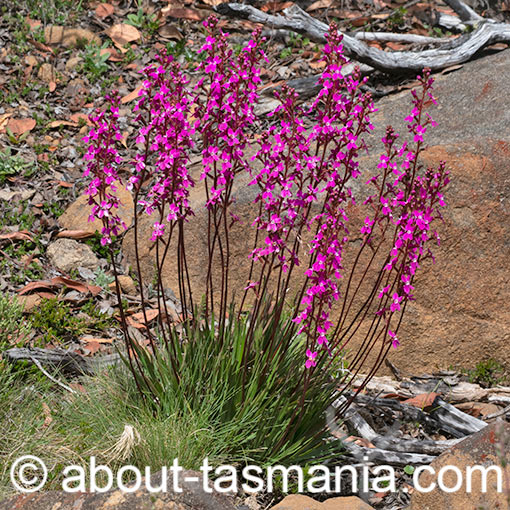 Stylidium armeria, Tasmania