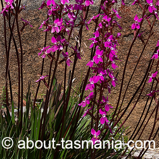Stylidium armeria, Tasmania