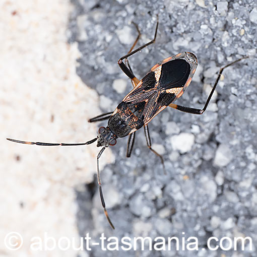 Dieuches notatus, Rhyparochromidae, seed bug, Tasmania