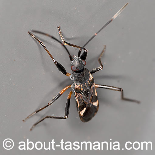 Dieuches notatus, Rhyparochromidae, seed bug, Tasmania