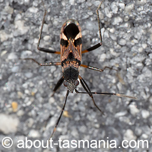 Dieuches notatus, Rhyparochromidae, seed bug, Tasmania