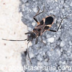 Dieuches notatus