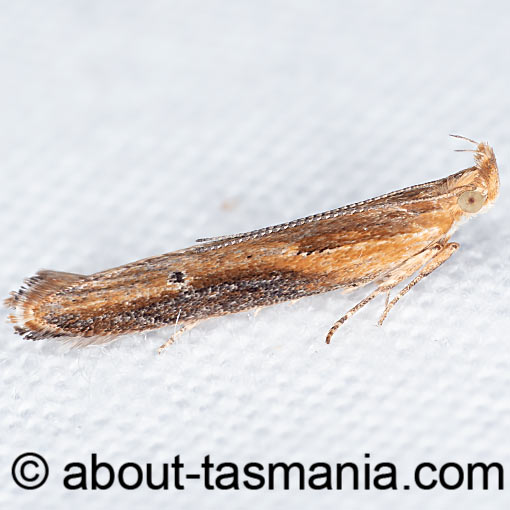 Eutorna tricasis, Depressariidae, Tasmania, moth