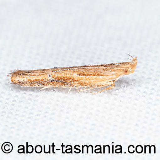 Eutorna tricasis, Depressariidae, Tasmania, moth