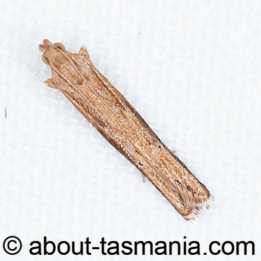 Eutorna tricasis, Depressariidae, Tasmania, moth