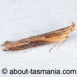 Eutorna tricasis