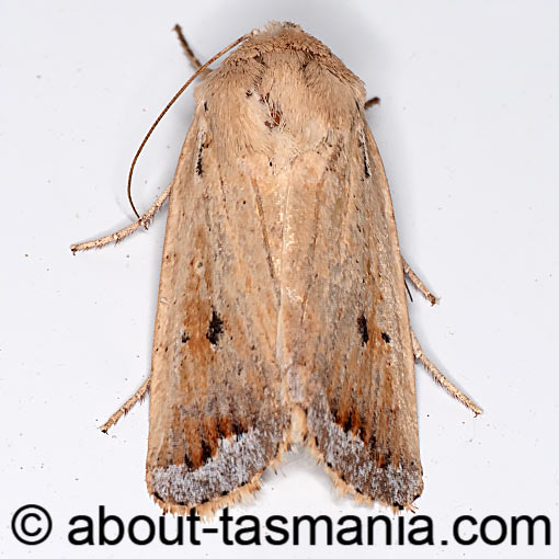 Proteuxoa cyanoloma, Noctuidae, Tasmania, moth