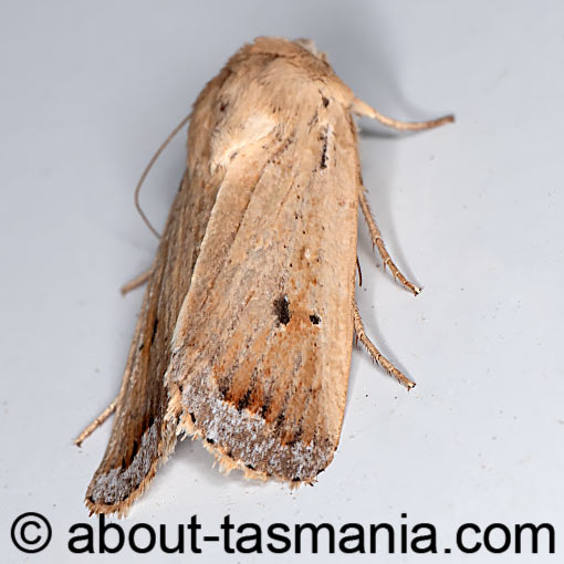 Proteuxoa cyanoloma, Noctuidae, Tasmania, moth