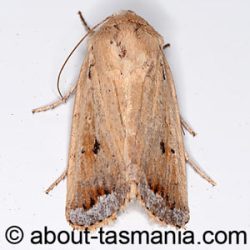 Proteuxoa cyanoloma