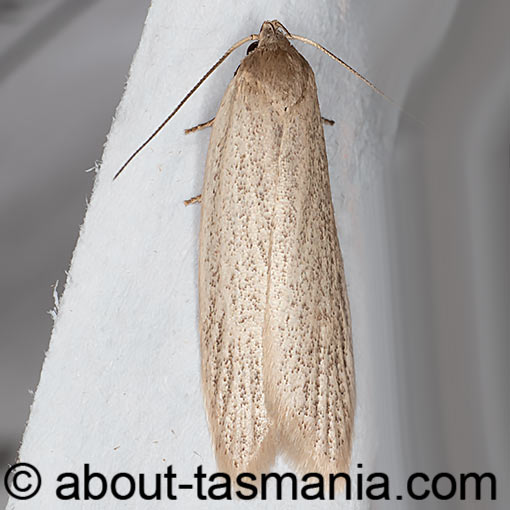 Scieropepla typhicola, , Xyloryctidae, moth, Tasmania